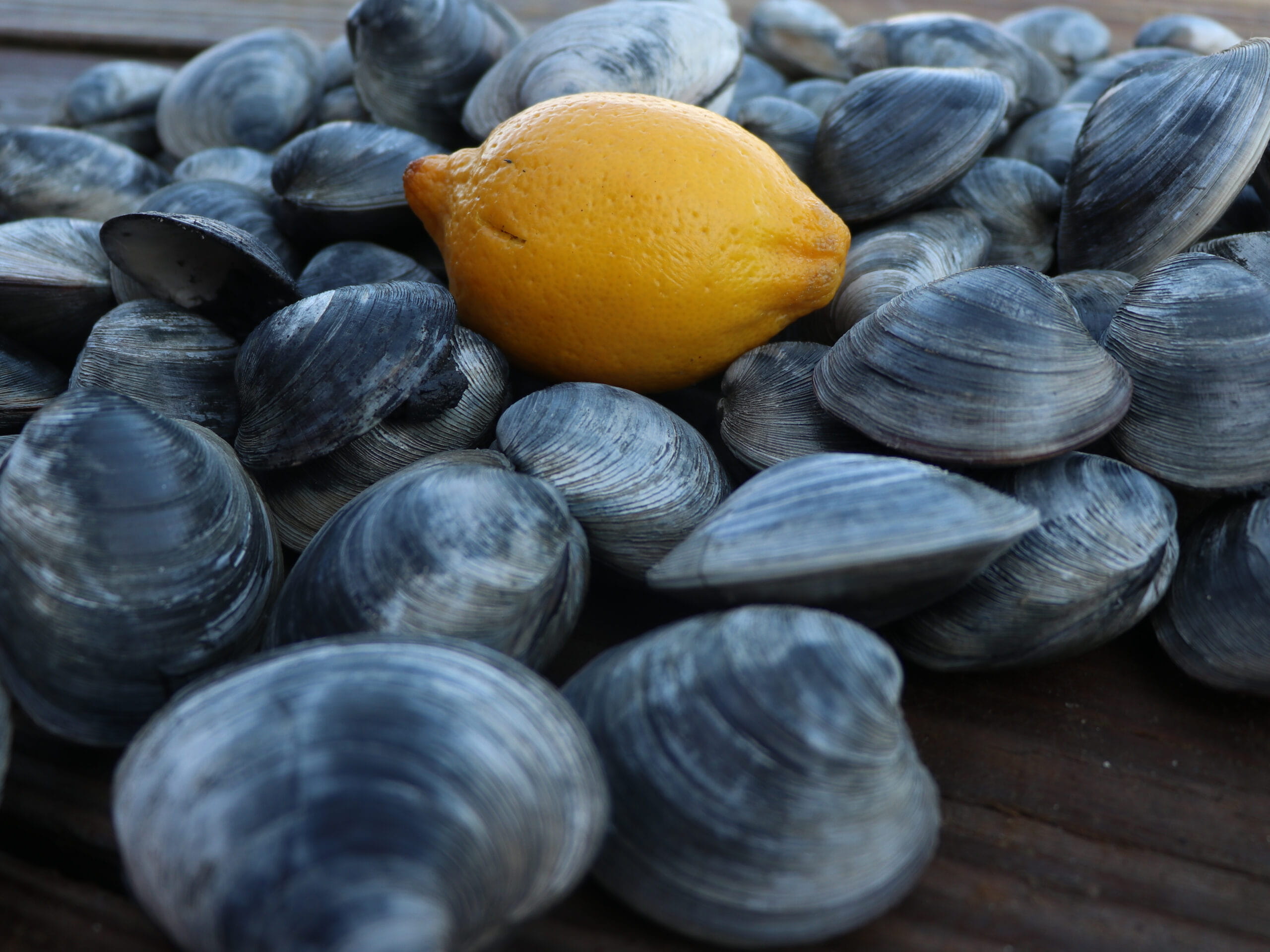 Oysters