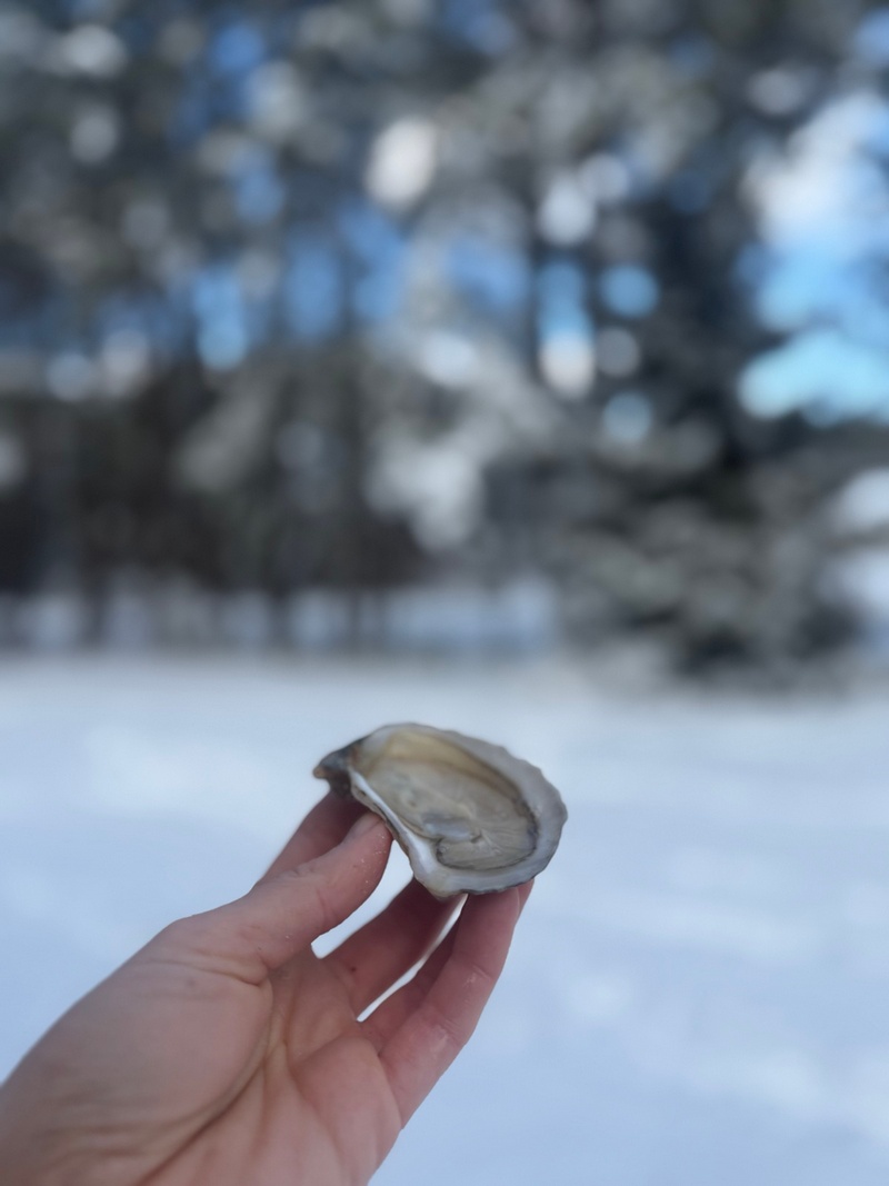 Oysters New Jersey